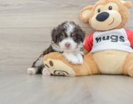 7 week old Mini Aussiedoodle Puppy For Sale - Puppy Love PR