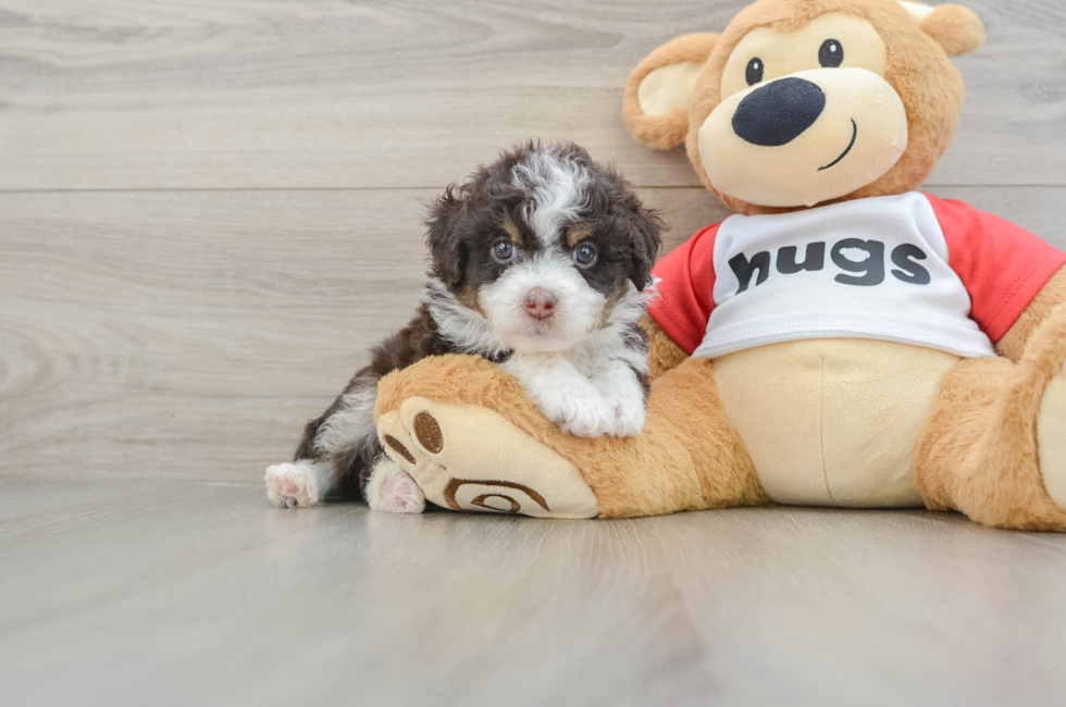 6 week old Mini Aussiedoodle Puppy For Sale - Puppy Love PR