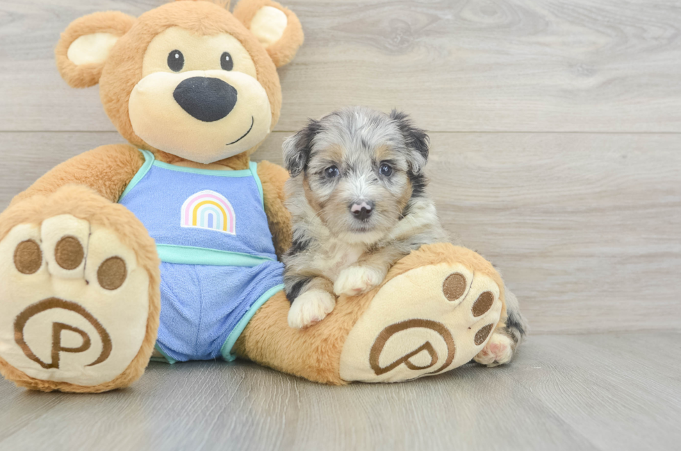 5 week old Mini Aussiedoodle Puppy For Sale - Puppy Love PR