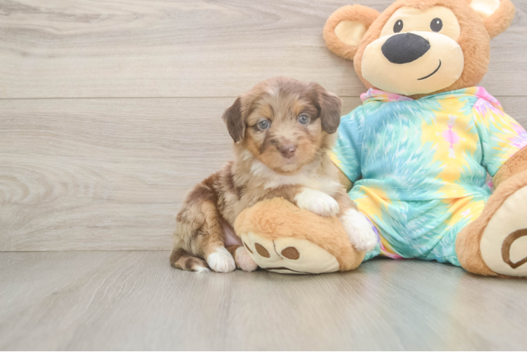 Cute Mini Aussiedoodle Baby