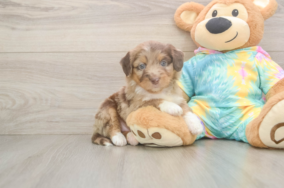5 week old Mini Aussiedoodle Puppy For Sale - Puppy Love PR