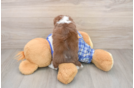 Mini Aussiedoodle Puppy for Adoption