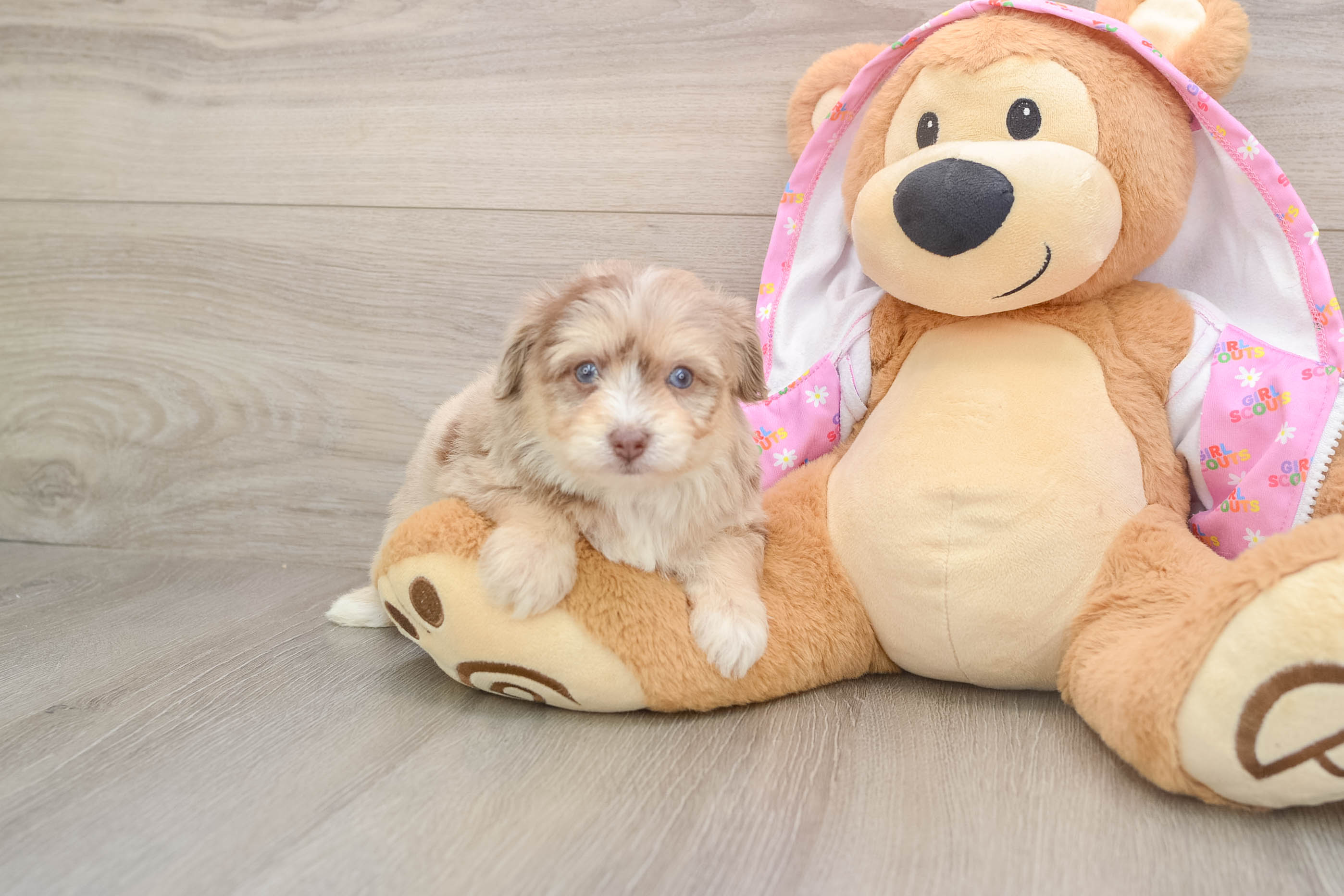 Playful Aussiepoo Poodle Mix Puppy