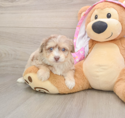 7 week old Mini Aussiedoodle Puppy For Sale - Puppy Love PR