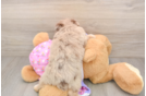 Mini Aussiedoodle Puppy for Adoption
