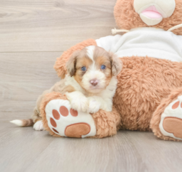 6 week old Mini Aussiedoodle Puppy For Sale - Puppy Love PR