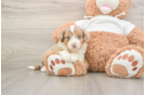 Best Mini Aussiedoodle Baby
