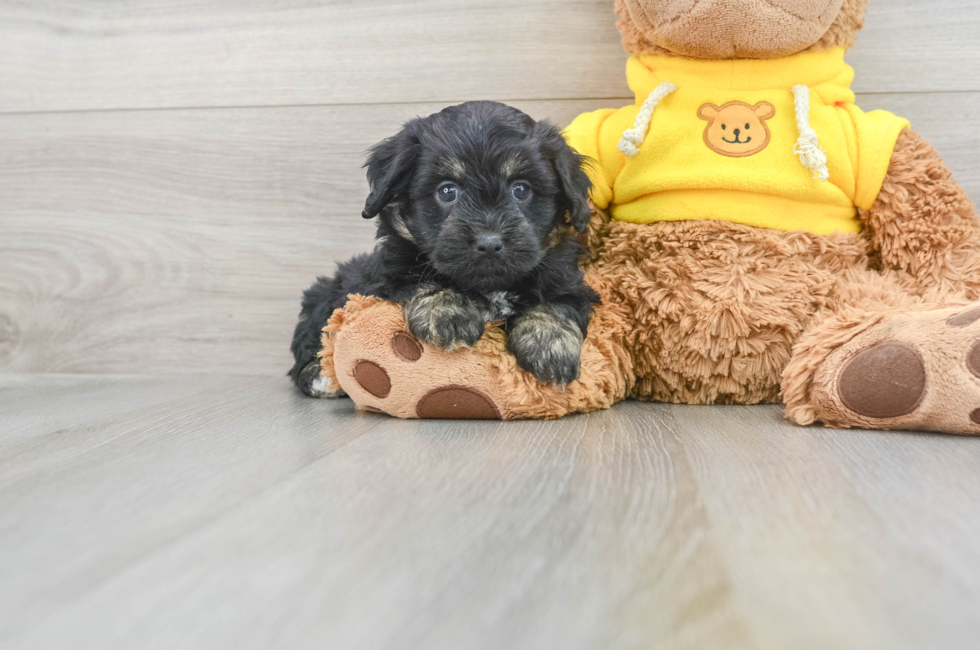 8 week old Mini Aussiedoodle Puppy For Sale - Puppy Love PR