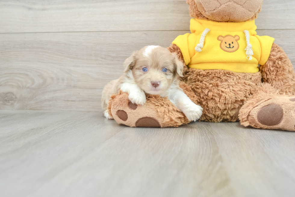 Cute Mini Aussiedoodle Baby