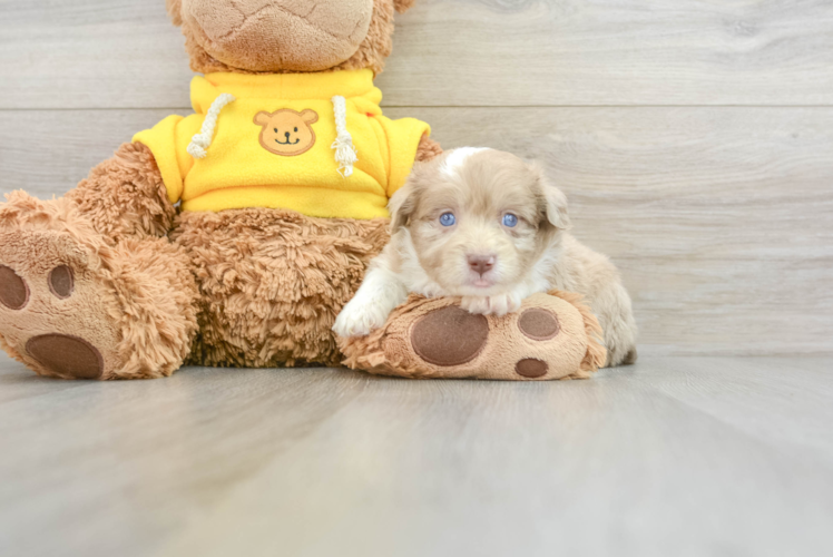 Meet Bali - our Mini Aussiedoodle Puppy Photo 1/3 - Puppy Love PR Friendly Mini Aussiedoodle Baby