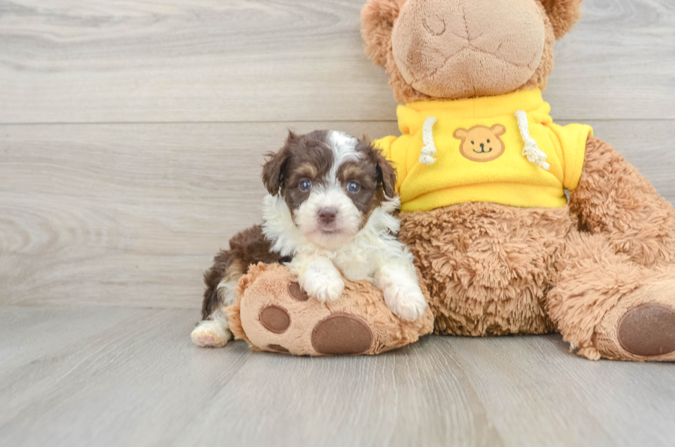 7 week old Mini Aussiedoodle Puppy For Sale - Puppy Love PR