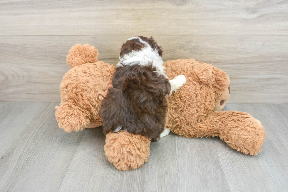 Mini Aussiedoodle Puppy for Adoption