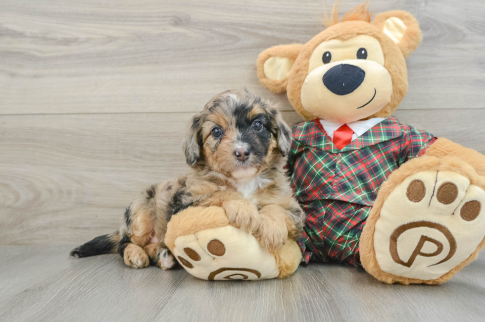 5 week old Mini Aussiedoodle Puppy For Sale - Puppy Love PR