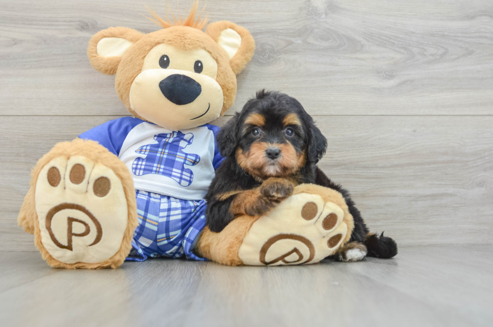 6 week old Mini Aussiedoodle Puppy For Sale - Puppy Love PR