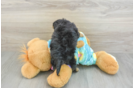 Sweet Mini Aussiedoodle Baby