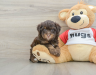 8 week old Mini Aussiedoodle Puppy For Sale - Puppy Love PR