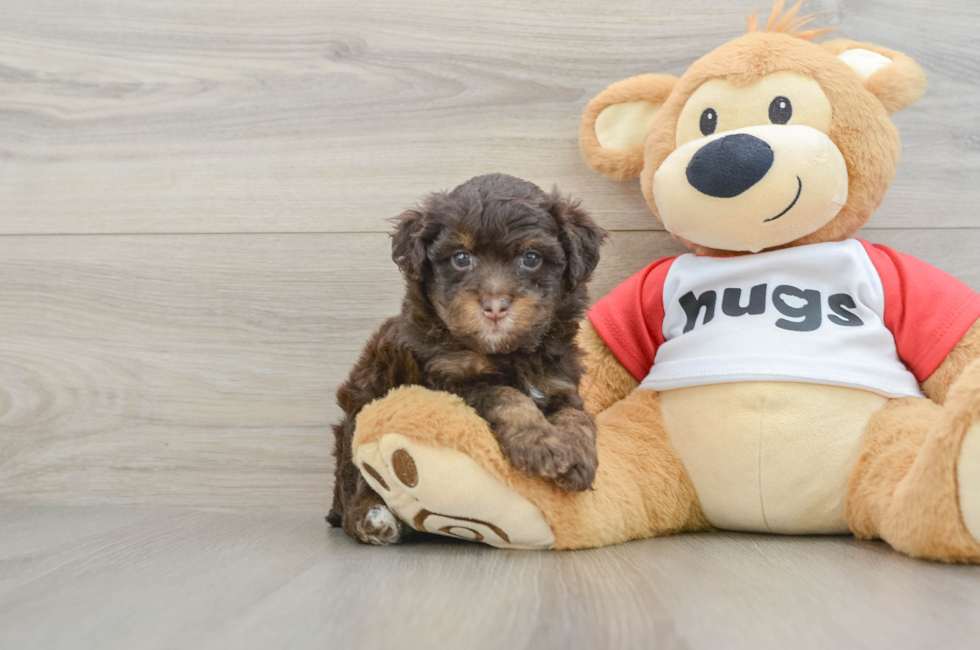6 week old Mini Aussiedoodle Puppy For Sale - Puppy Love PR
