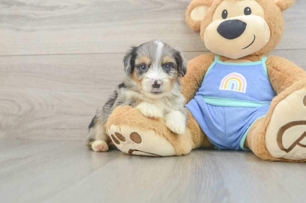 5 week old Mini Aussiedoodle Puppy For Sale - Puppy Love PR
