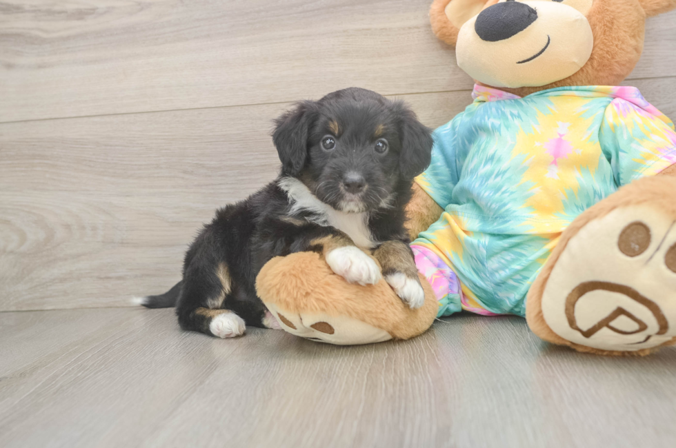 5 week old Mini Aussiedoodle Puppy For Sale - Puppy Love PR