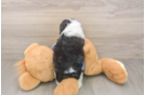 Hypoallergenic Aussiepoo Poodle Mix Puppy