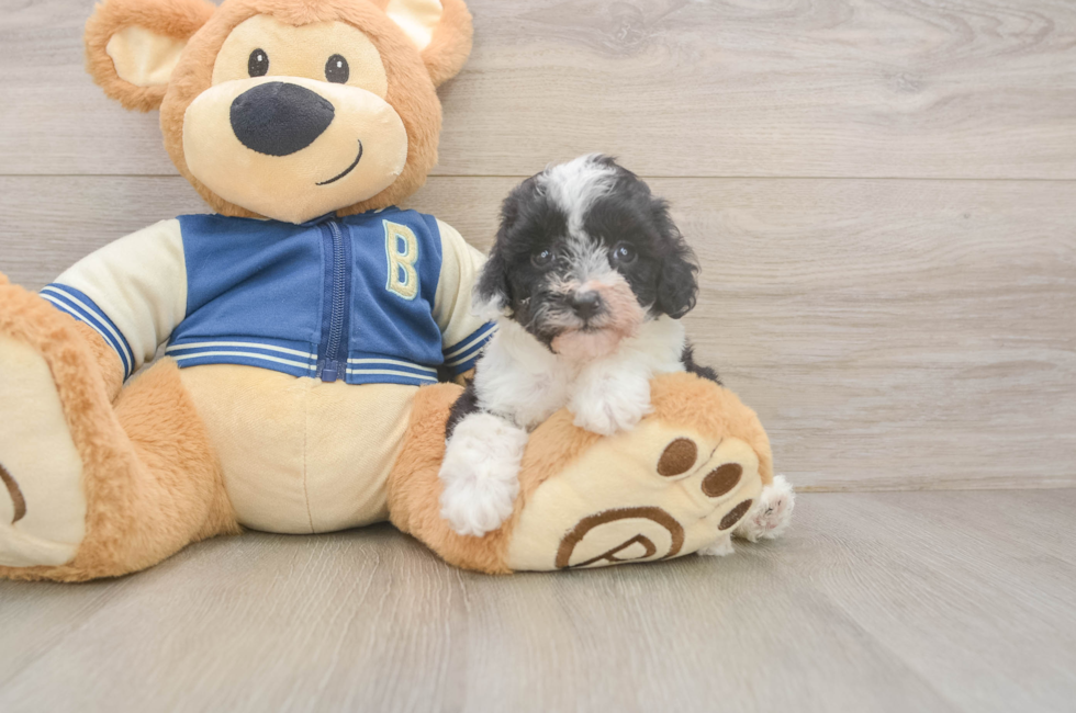 5 week old Mini Aussiedoodle Puppy For Sale - Puppy Love PR