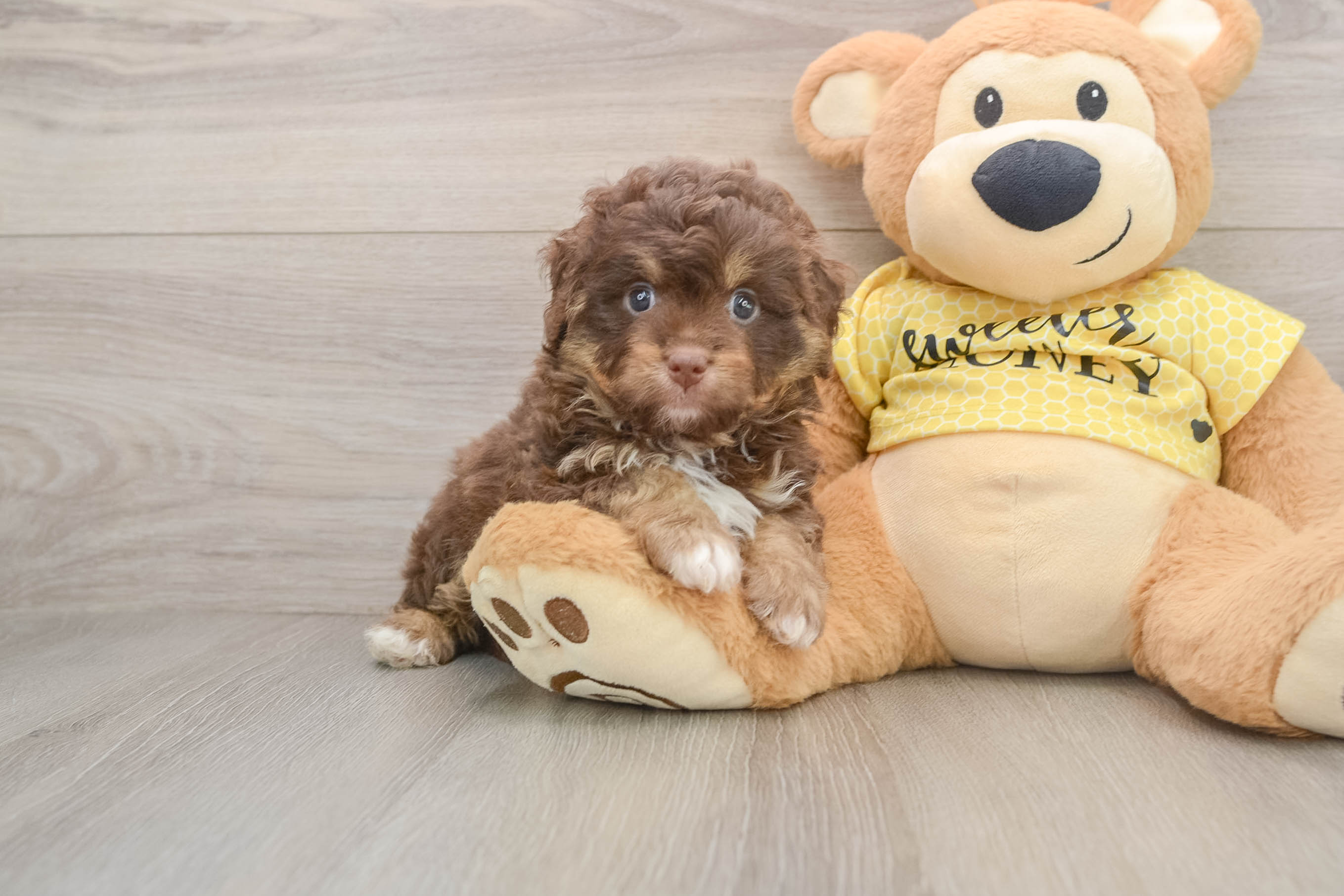 Mini Aussiedoodle Puppy for Adoption
