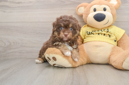 Mini Aussiedoodle Puppy for Adoption