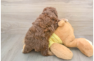 Funny Mini Aussiedoodle Poodle Mix Pup