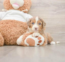 7 week old Mini Aussiedoodle Puppy For Sale - Puppy Love PR