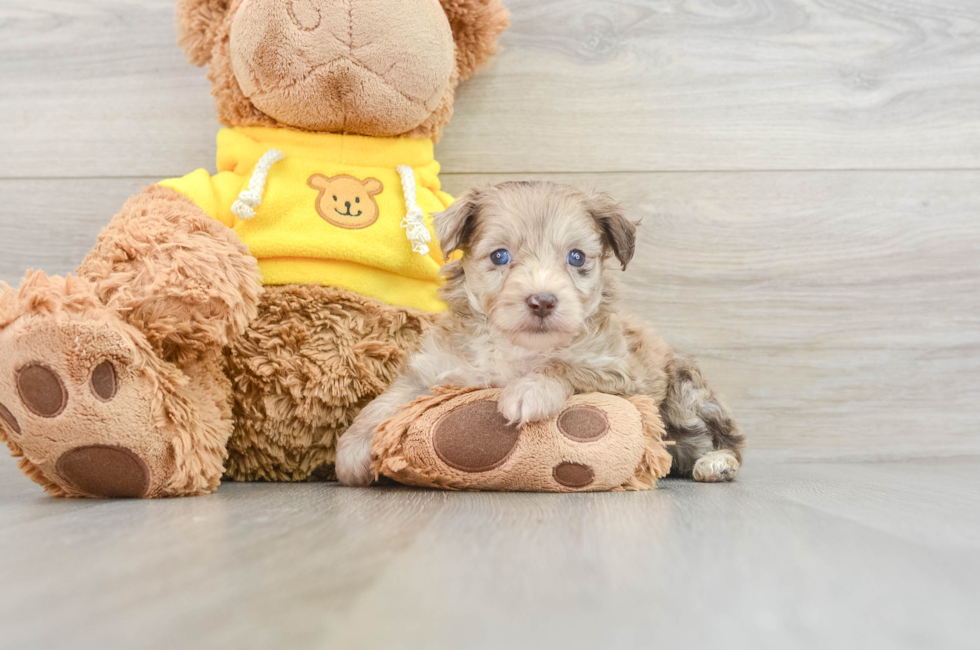 7 week old Mini Aussiedoodle Puppy For Sale - Puppy Love PR