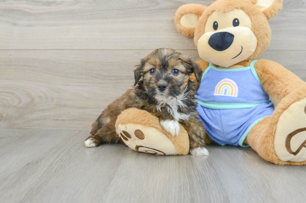 Best Mini Aussiedoodle Baby