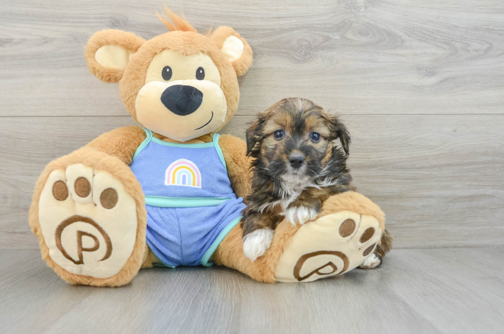 6 week old Mini Aussiedoodle Puppy For Sale - Puppy Love PR