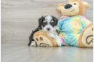 Fluffy Mini Aussiedoodle Poodle Mix Pup