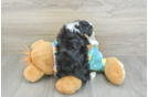 Petite Mini Aussiedoodle Poodle Mix Pup