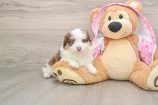 Mini Aussiedoodle Pup Being Cute