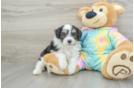 Mini Aussiedoodle Puppy for Adoption