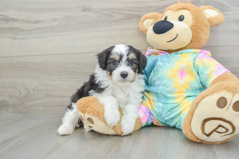 Mini Aussiedoodle Puppy for Adoption