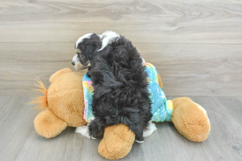 Best Mini Aussiedoodle Baby