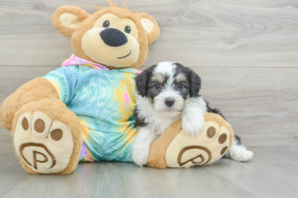 6 week old Mini Aussiedoodle Puppy For Sale - Puppy Love PR