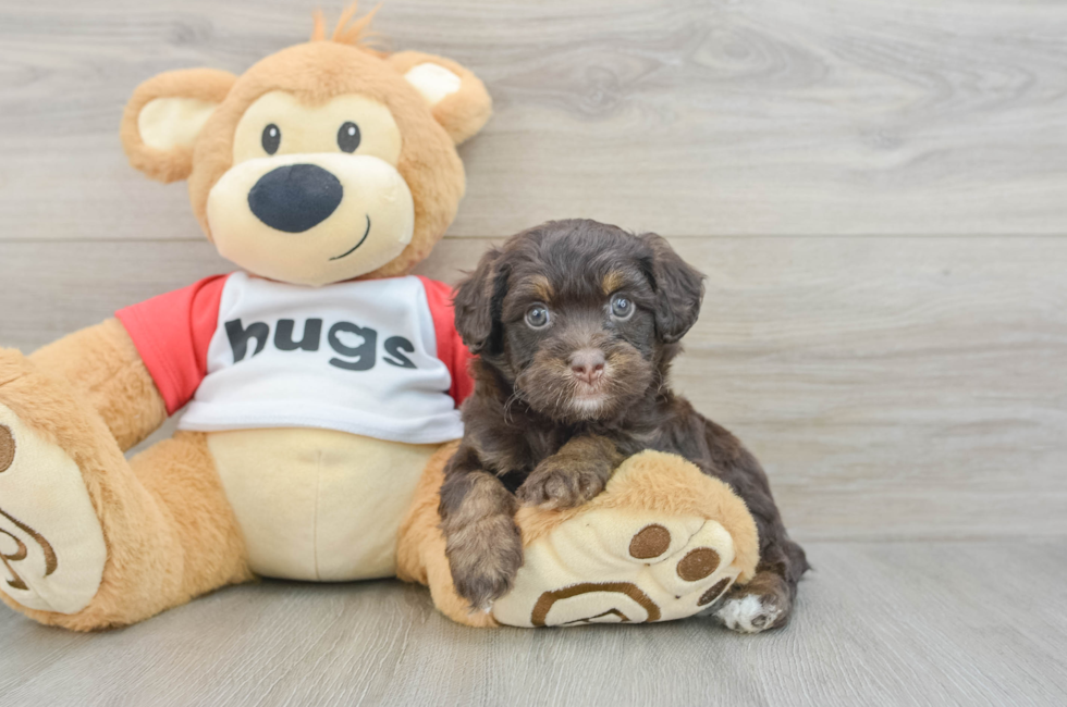 6 week old Mini Aussiedoodle Puppy For Sale - Puppy Love PR