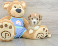 7 week old Mini Aussiedoodle Puppy For Sale - Puppy Love PR