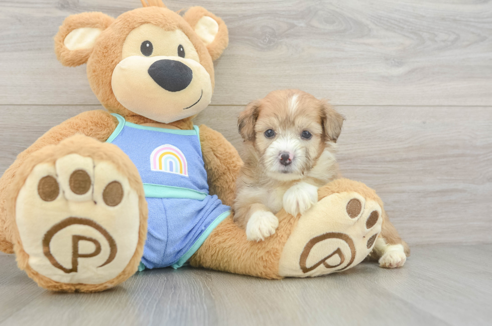 5 week old Mini Aussiedoodle Puppy For Sale - Puppy Love PR