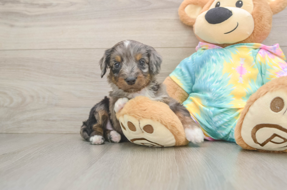 5 week old Mini Aussiedoodle Puppy For Sale - Puppy Love PR