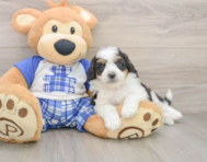 7 week old Mini Aussiedoodle Puppy For Sale - Puppy Love PR