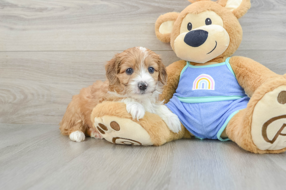 Mini Aussiedoodle Pup Being Cute