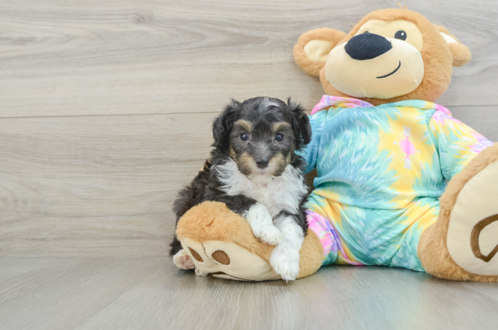 6 week old Mini Aussiedoodle Puppy For Sale - Puppy Love PR