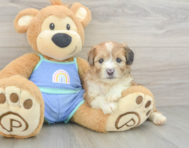 7 week old Mini Aussiedoodle Puppy For Sale - Puppy Love PR