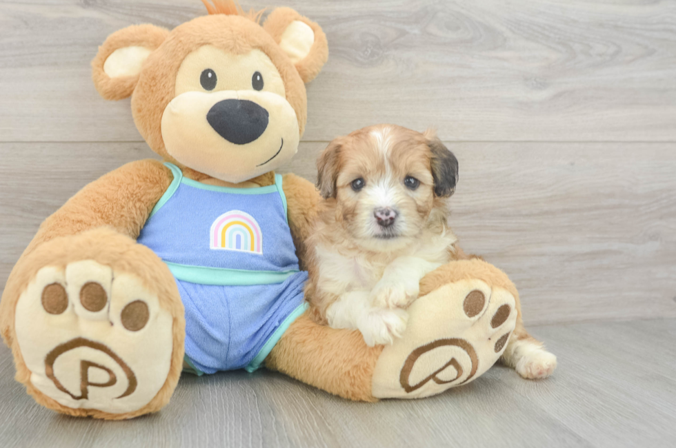 5 week old Mini Aussiedoodle Puppy For Sale - Puppy Love PR