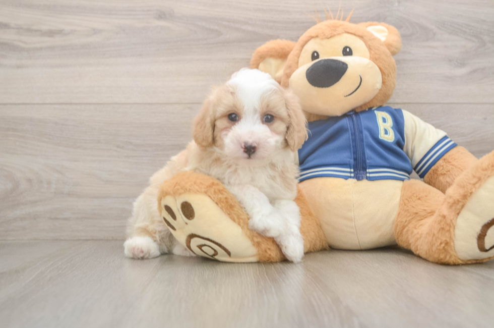 5 week old Mini Aussiedoodle Puppy For Sale - Puppy Love PR