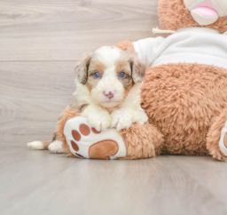 6 week old Mini Aussiedoodle Puppy For Sale - Puppy Love PR